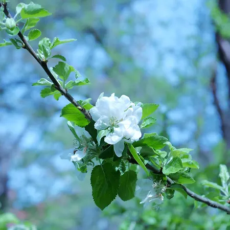 Daire Otto Ii - Zentrum *