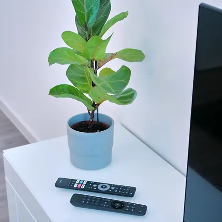 Otto Ii - Zentrum * إرفورت