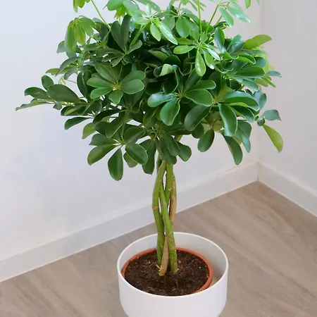 Otto Ii - Zentrum * Erfurt