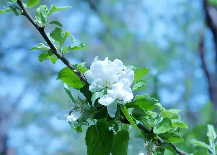 Daire Otto Ii - Zentrum *