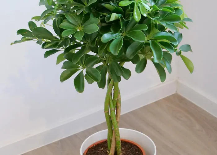 Otto Ii - Zentrum * Erfurt