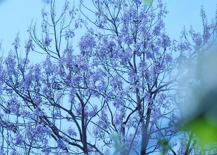 Daire Otto Ii - Zentrum